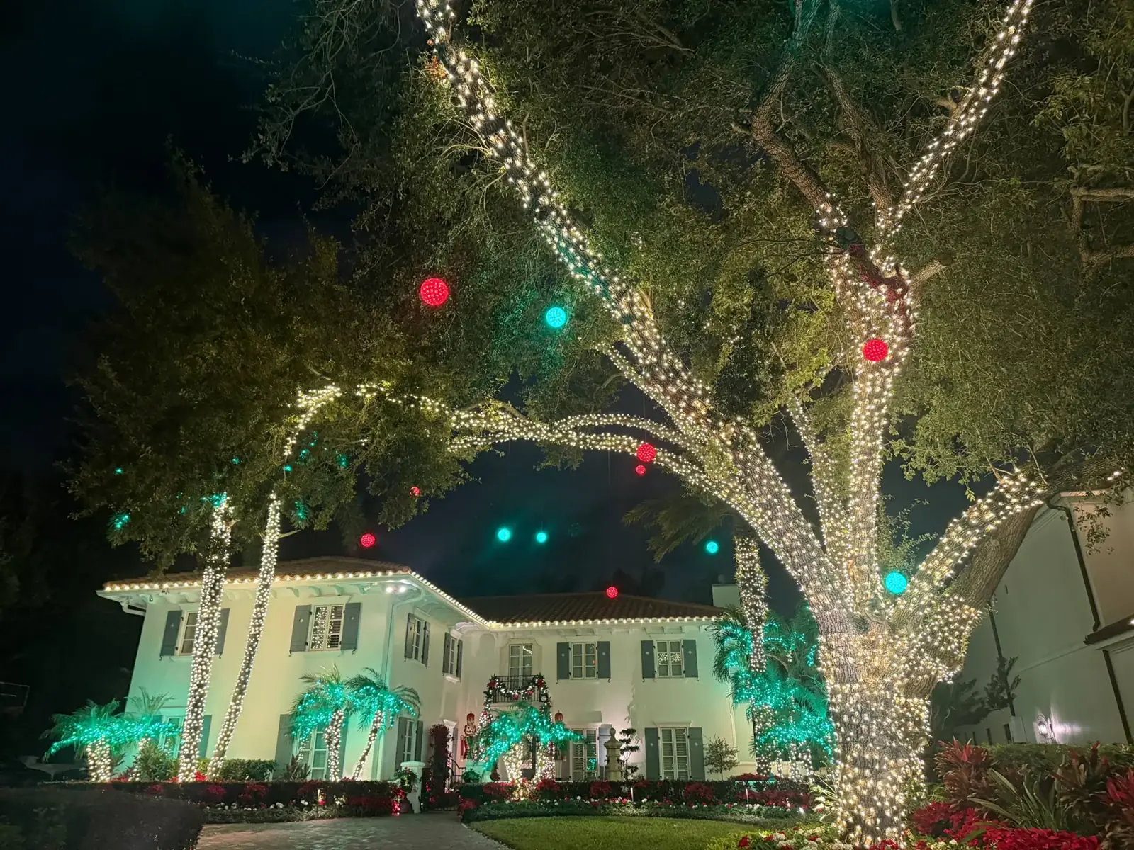 Real Tampa home: oak wrapped in white lights with oversized red and green ornaments